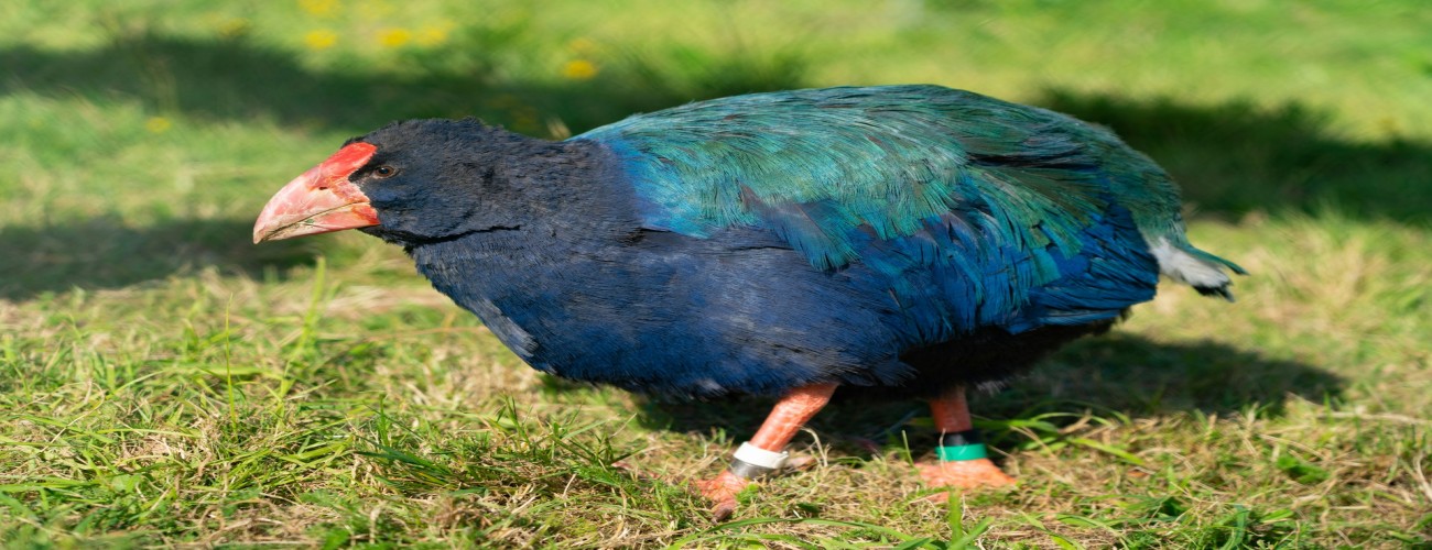 Eco-Warriors: Stories of Conservation Success in New Zealand